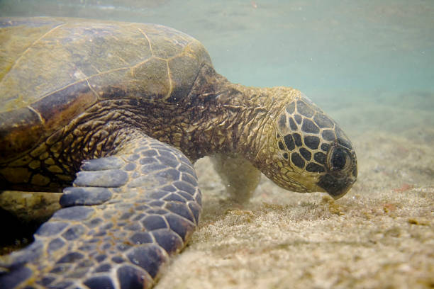 istock Hawaiian Green Sea Turtle 104474969