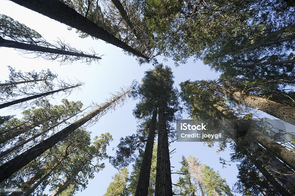 Wald oben Weitwinkel - Lizenzfrei Aufnahme von unten Stock-Foto