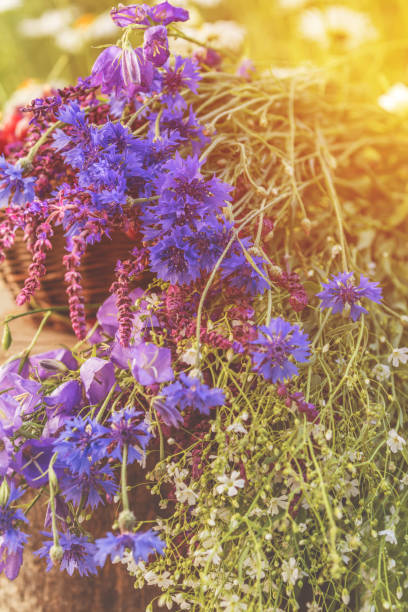 istock Beautiful summer background with blue flowers. Sunlight, sunset. 1044753148
