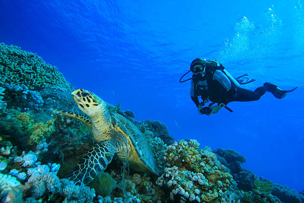 istock Scuba diver finds a sea turtle next to a coral reef 104475388