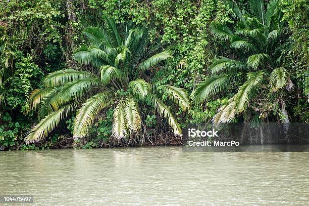 Пальм На Берегу Панамского Канала — стоковые фотографии и другие картинки Western Panama - Western Panama, Без людей, Влажный тропический лес