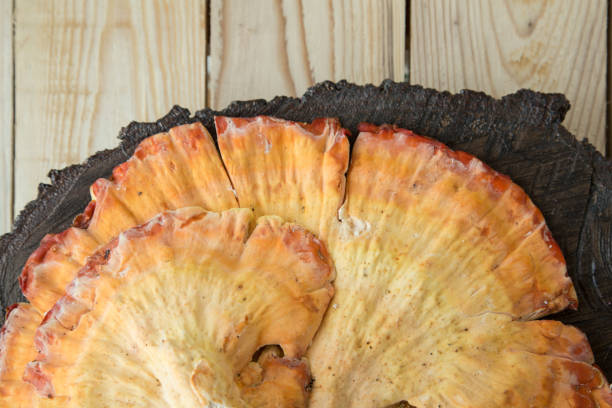 Leatiporus sulfureus fungus on tree stump