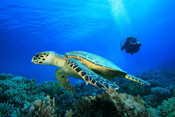 istock Scuba diver photographing hawksbill turtle in ocean 104475700