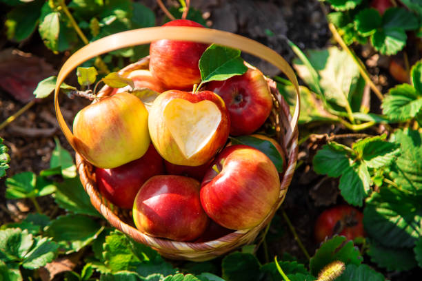 dziecko z jabłkiem. selektywne skupienie. ogród. - apple eating little girls green zdjęcia i obrazy z banku zdjęć