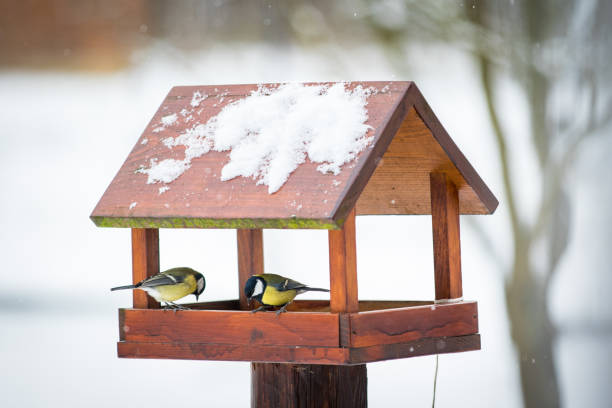 aves no alimentador no inverno - comedouro de pássaros - fotografias e filmes do acervo