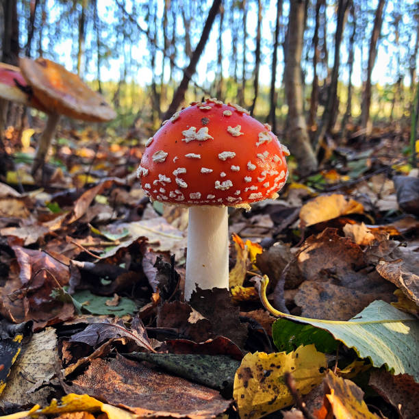 istock Amanita mushroom 1044762602