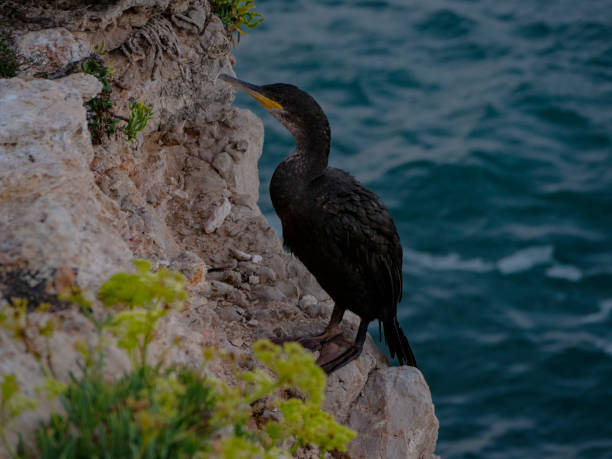 istock Cormorants on the rocks by the sea 1044762892