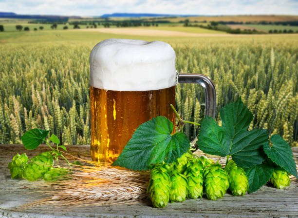 맥주 유리 및 맥주 생산을 위한 원료 - malt sky grass field 뉴스 사진 이미지