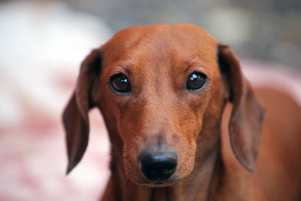 istock Dachshund dog autumn garden 1044772362