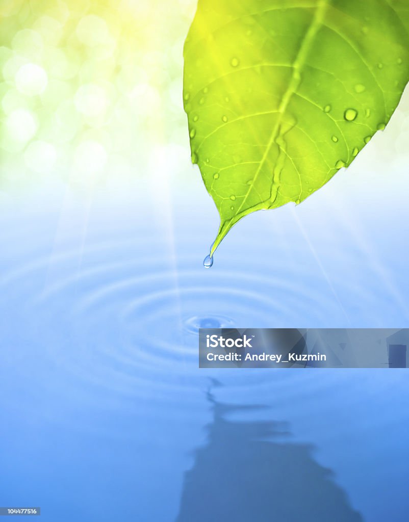 Water drop fall from green leaf with ripple  Water Stock Photo