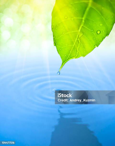 Water Drop Fall From Green Leaf With Ripple Stock Photo - Download Image Now - Water, Leaf, Drop