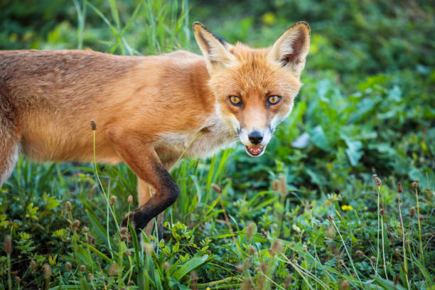istock Red fox in its natural habitat 1044775188
