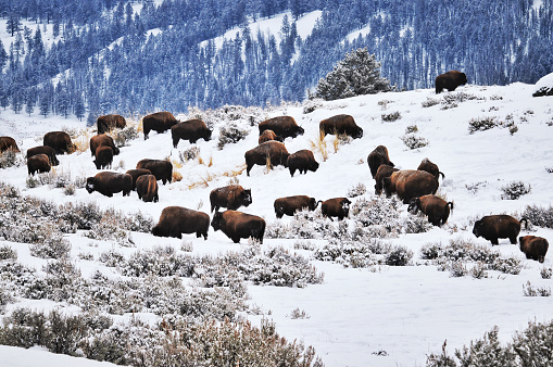 Herd of  American bison grazing during the cold winter in  the Lamar Valley  in Yellowstone National Park.