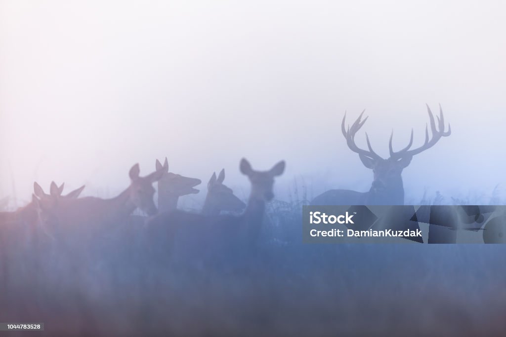 Red deer (Cervus elaphus) a herd of deer on a rut season Animals Hunting Stock Photo