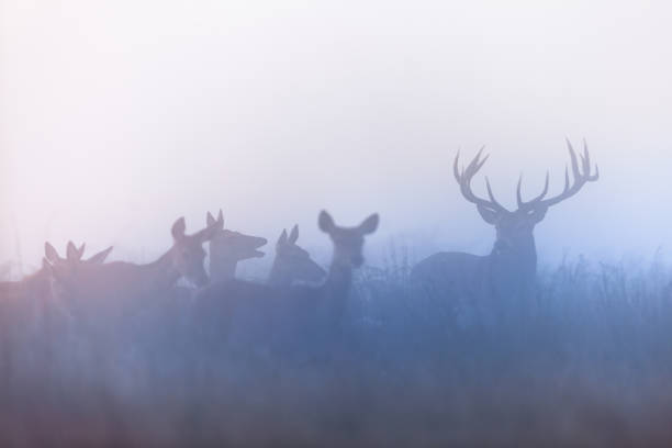 Red deer (Cervus elaphus) a herd of deer on a rut season doe photos stock pictures, royalty-free photos & images