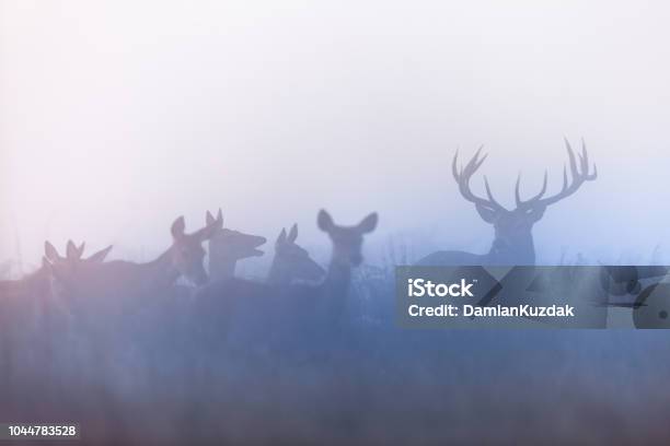 Red Deer Stock Photo - Download Image Now - Animals Hunting, Deer, Stag