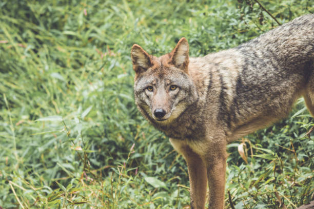 istock Coyote (Canis latrans) peers through thick green forest canopy in early fall 1044783888