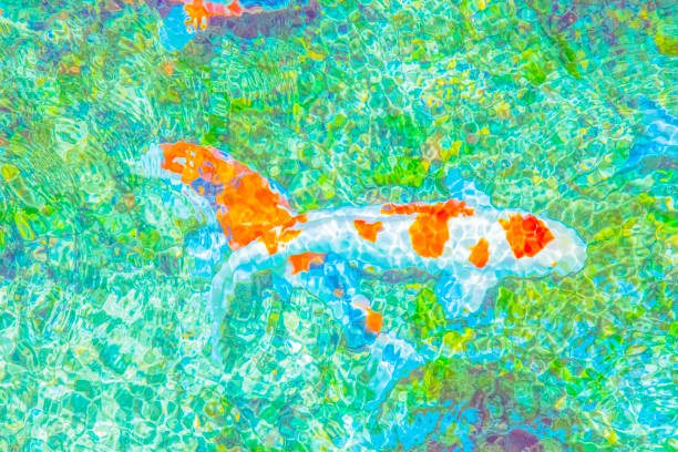istock Carp swim in the fountain 1044786992