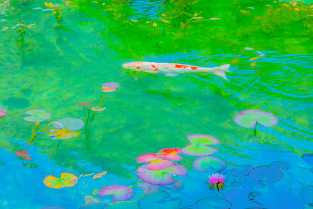 Carp swim in the fountain