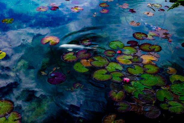 Carp swim in the fountain