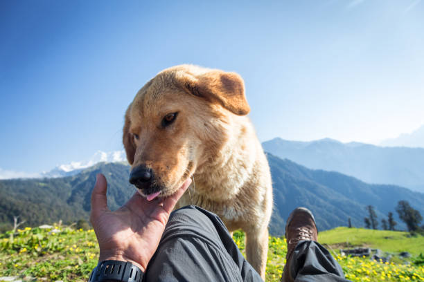 The puffy himalayan dogs are one of the best travel companions, all they need from us is some food and lots of cuddles and love.