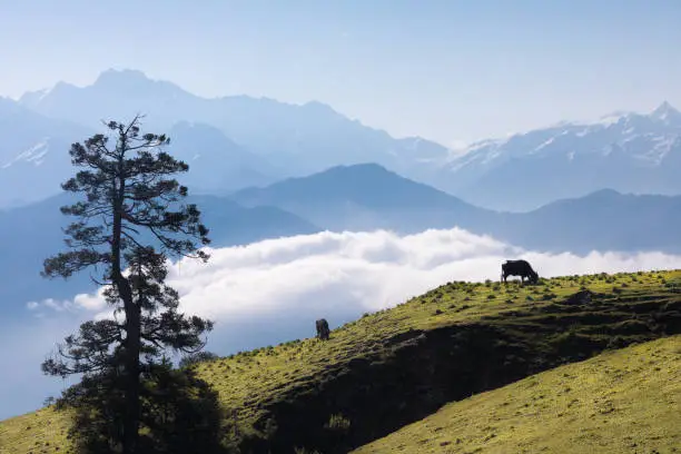 The wonderful meadow of Dayara with panoramic view in Uttarakhand