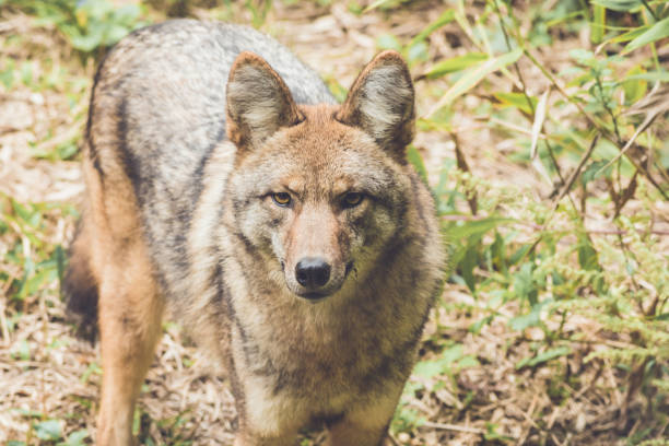 istock Coyote (Canis latrans) peers through thick green forest canopy in early fall 1044788132