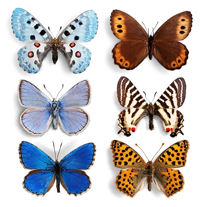 Stuffed insects Butterflies collection set