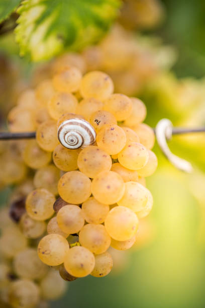 White grapes and a snail on it close up