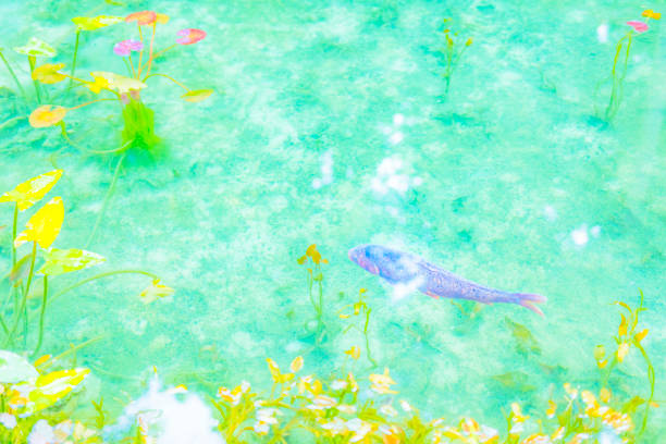 Carp swim in the fountain