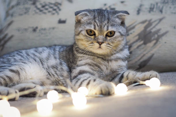 istock Gray cat Scottish fold and garland. 1044793122