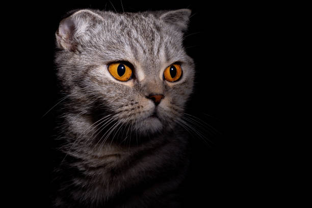 istock Portrait of a gray cat Scottish fold 1044793124