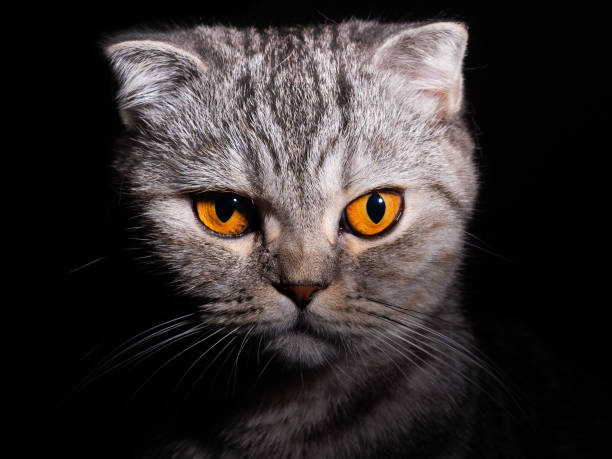 istock Portrait of a gray cat Scottish fold 1044793128