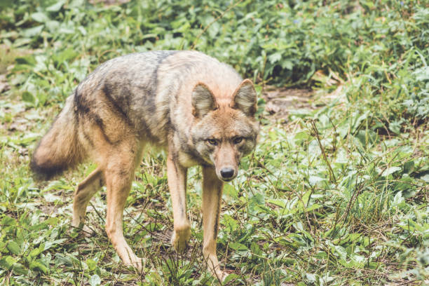 istock Coyote (Canis latrans) peers through thick green forest canopy in early fall 1044793156