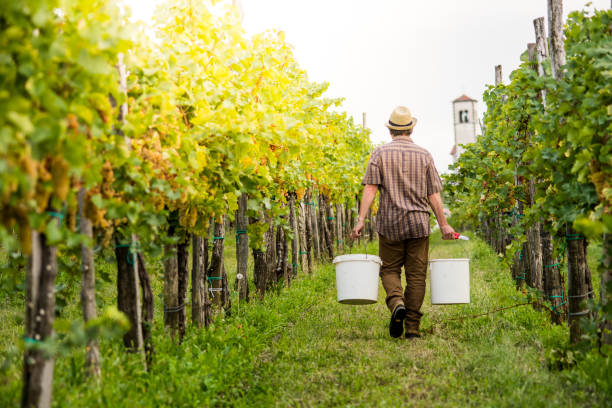 istock Senior Man Grapes Harvesting and Picking Up 1044793200