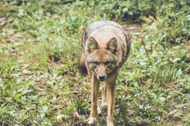 istock Coyote (Canis latrans) peers through thick green forest canopy in early fall 1044795682