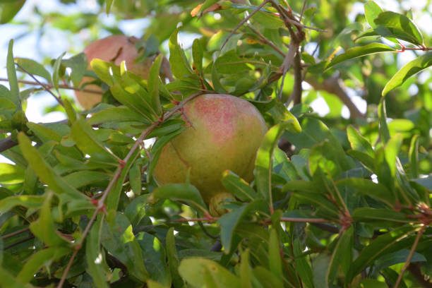 istock pomegranates ripes on the tree in mediterranean 1044795984