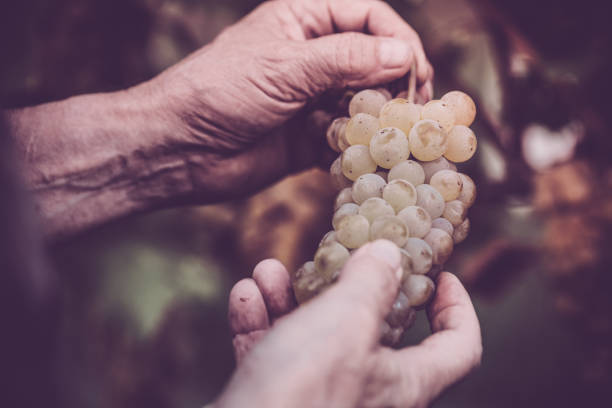 starszy człowiek winogrona zbieranie strony z bliska - senior adult caucasian farmer grape harvesting zdjęcia i obrazy z banku zdjęć