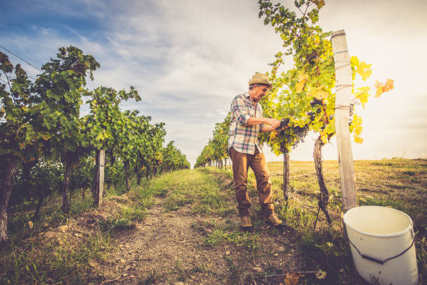 istock Senior Man Grapes Harvesting and Picking Up 1044796126