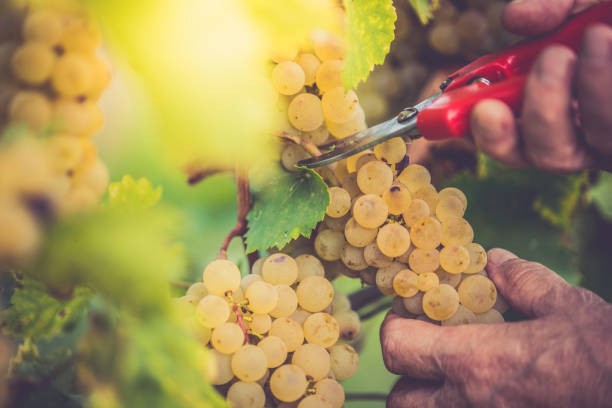 istock Senior Man Grapes Harvesting Hand Close Up 1044796400