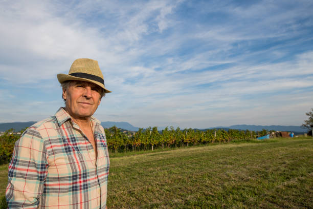 istock Senior Man Grapes Harvesting and Picking Up 1044796530