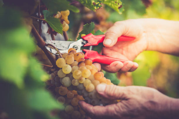 starszy człowiek winogrona zbieranie strony z bliska - senior adult caucasian farmer grape harvesting zdjęcia i obrazy z banku zdjęć