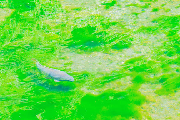 Carp swim in the fountain