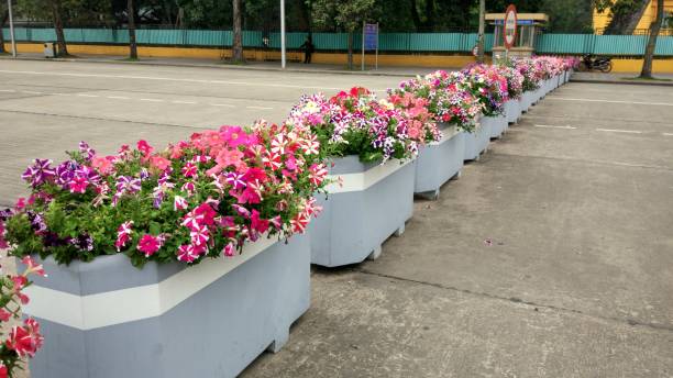 istock beautiful and colorful flower 1044797060
