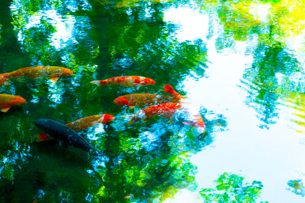 Carp swim in the fountain