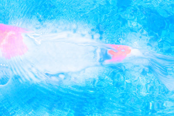 istock Carp swim in the fountain 1044797222