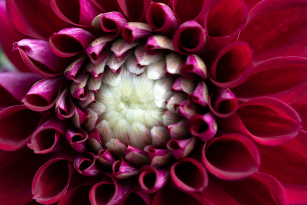 istock Purple Dahlia 1044799926
