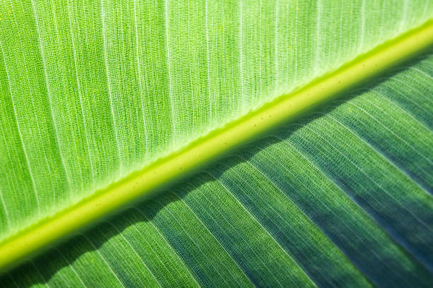 Bird-of-Paradise Leaf
