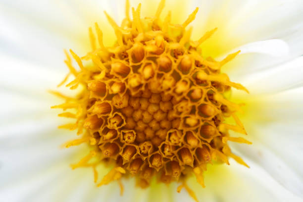 Stamen of White Dahlia