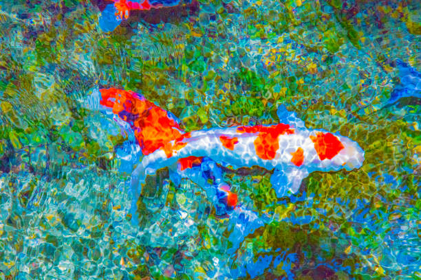 istock Carp swim in the fountain 1044800090